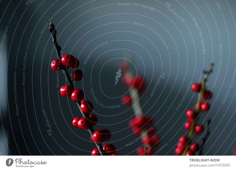 Die Stille eines Dezembermorgens elegant Design exotisch Wohnung Dekoration & Verzierung Pflanze Winter "ilex Zweige Winterbeere" Blumenstrauß ästhetisch dunkel