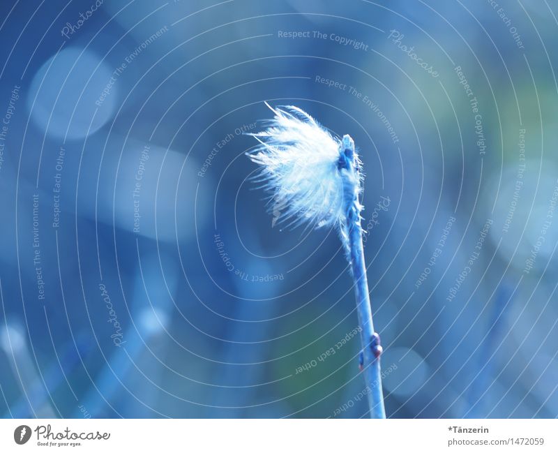 federleicht Natur Pflanze Frühling Sommer Winter Zweig Feder ästhetisch schön blau sanft zart Farbfoto Gedeckte Farben Außenaufnahme Makroaufnahme Menschenleer