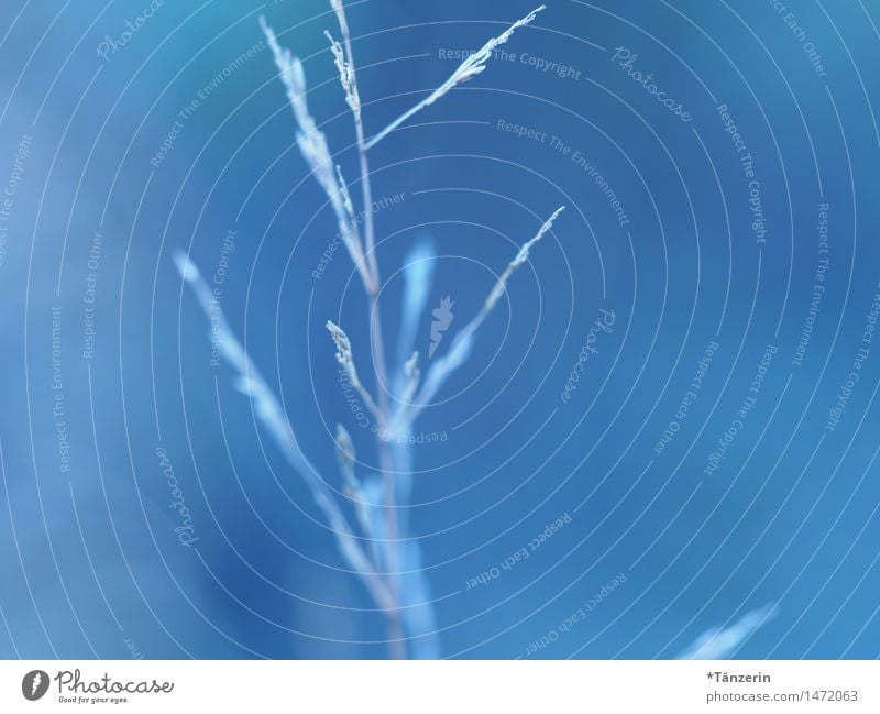 Zartes Blau Natur Pflanze Winter Schönes Wetter Gras ästhetisch einfach frisch natürlich schön weich blau zart minimalistisch Farbfoto Gedeckte Farben