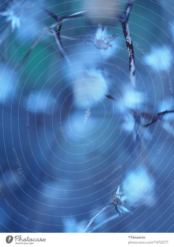 Schärfenspiel Natur Pflanze Schönes Wetter Blume ästhetisch frisch natürlich schön weich blau weiß Romantik achtsam Gelassenheit ruhig Farbfoto Gedeckte Farben