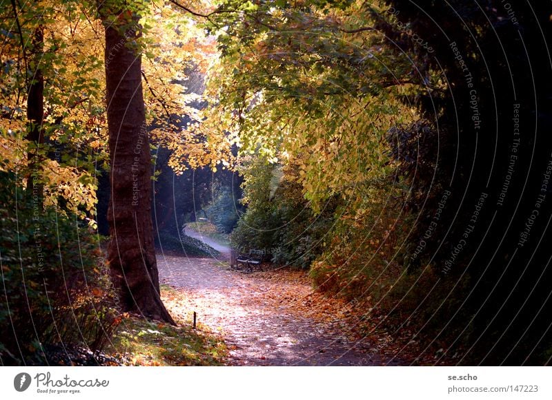 Oktoberlicht Herbst Licht Baum Blatt mehrfarbig ruhig Stimmung Park Schatten Baumstamm Wege & Pfade Bank Lampe gold