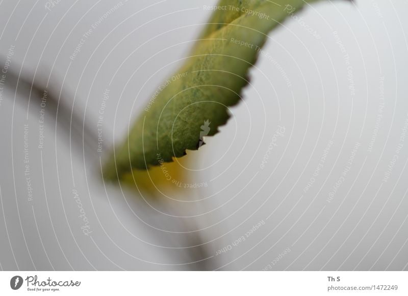 Blatt Natur Pflanze Herbst Winter Blühend verblüht ästhetisch authentisch einfach elegant natürlich grau grün Gelassenheit geduldig ruhig einzigartig harmonisch