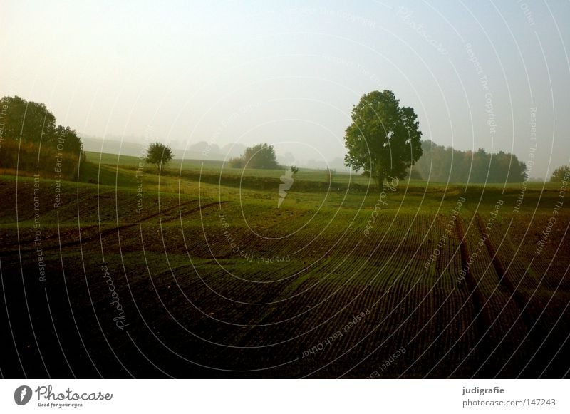 Morgens Feld Landschaft Landschaftsformen Baum Hügel Wellen Nebel Dunst Herbst Natur Umwelt Mecklenburg-Vorpommern nordisch schön Landwirtschaft Ackerbau Spuren