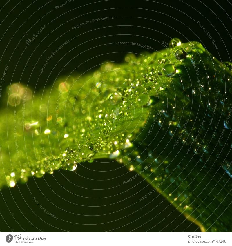 Sollbruchstelle Wassertropfen Tau Regen feucht kalt nass Morgen Herbst Sommer grün schwarz Gras Halm Pflanze Makroaufnahme Nahaufnahme Nordwalde ChriSes