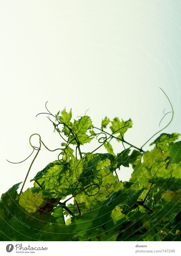 Bergsträsser Wein Farbfoto Außenaufnahme Menschenleer Textfreiraum oben Tag Licht Sonnenlicht Gegenlicht Alkohol Sekt Prosecco Champagner Natur Pflanze Sommer