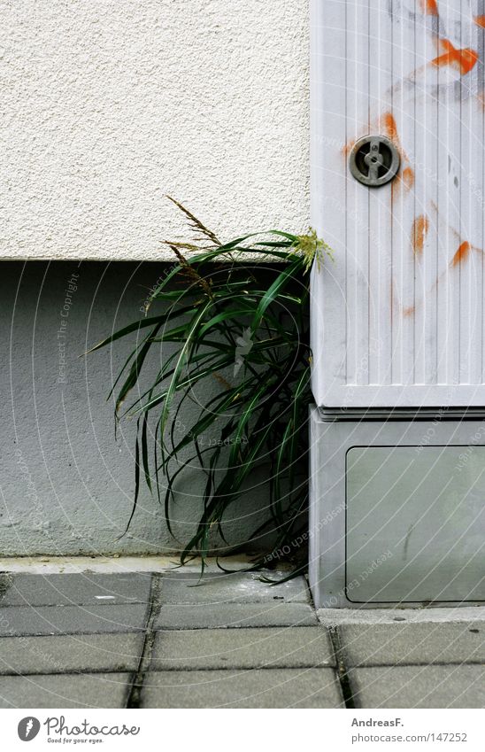 GrünAnlage Elektrizität Energie Häusliches Leben Haus Kabel Wand Stadt Pflanze Gras verstecken verborgen durchwachsen Natur Park grau Garten Gartenbau