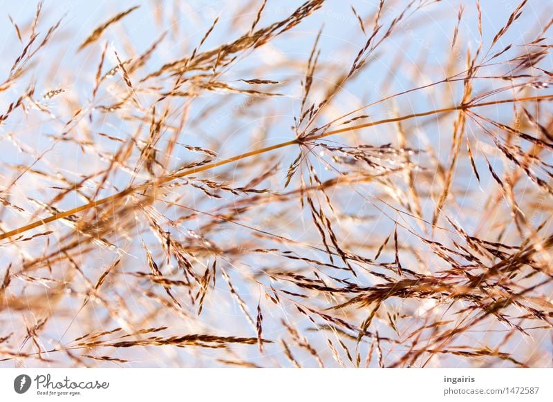 Und es war Sommer..... Natur Pflanze Himmel Gras Wildpflanze Graswiese Grasland Blüte Wiese Feld Bewegung hängen leuchten dehydrieren Wachstum nah natürlich