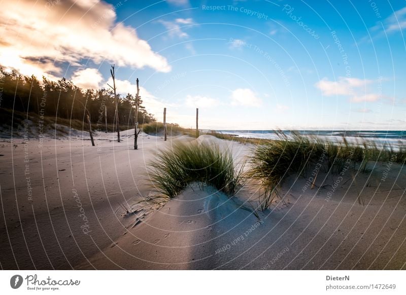 Gewächse Strand Meer Wellen Natur Landschaft Sand Wasser Wolken Horizont Wetter Wind Sturm Küste Ostsee blau braun grün weiß Darß Gischt Mecklenburg-Vorpommern