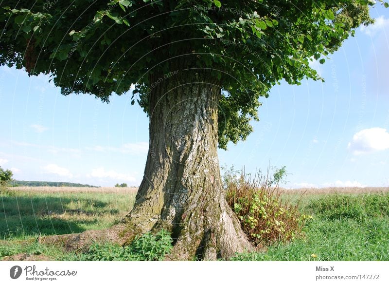 DAS IST EIN ZEICHEN!!!!! Freude Freiheit Sommer Natur Landschaft Himmel Baum Blatt Holz alt träumen groß grün Vertrauen Gelassenheit ruhig Einsamkeit