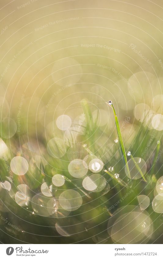 einer unter vielen Natur Wasser Wassertropfen Gras Wiese leuchten frisch gigantisch hell nah nass rund saftig einzigartig entdecken Leben Leichtigkeit Wachstum