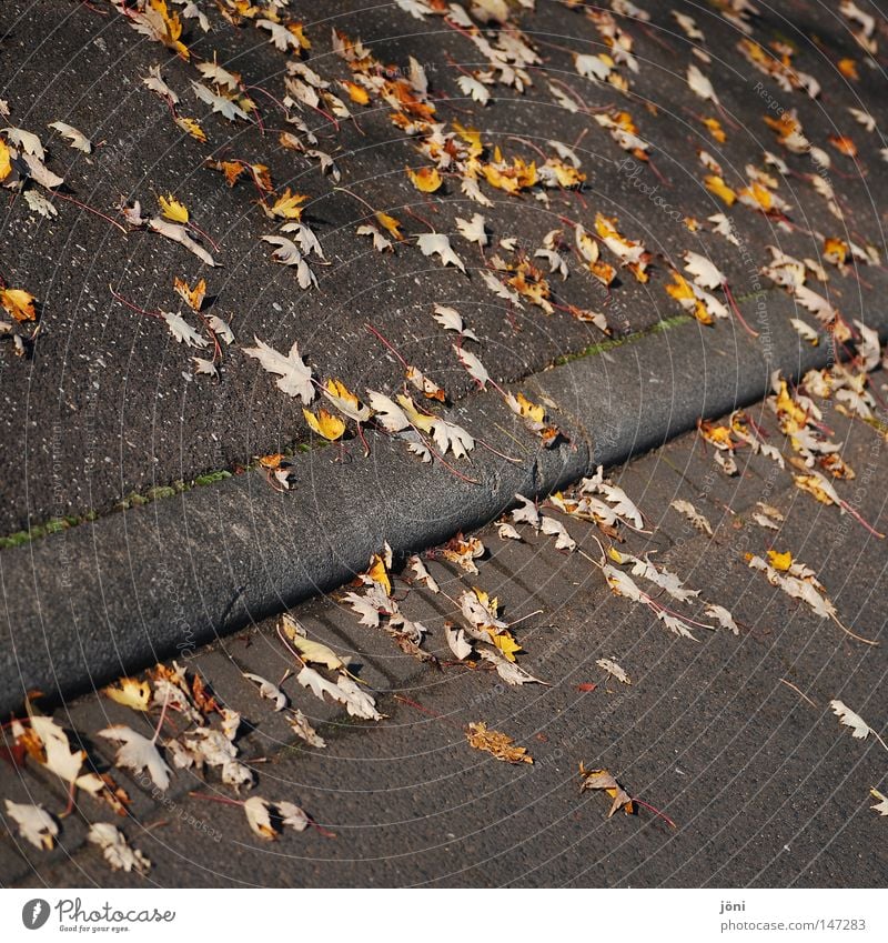 Blätterweg Straßenbau lang Unendlichkeit gerade fleißig hart kalt Wind Herbst Einsamkeit Teer Kies Blatt Nachbar gelb mehrfarbig Leben Schwäche rot schwarz grau