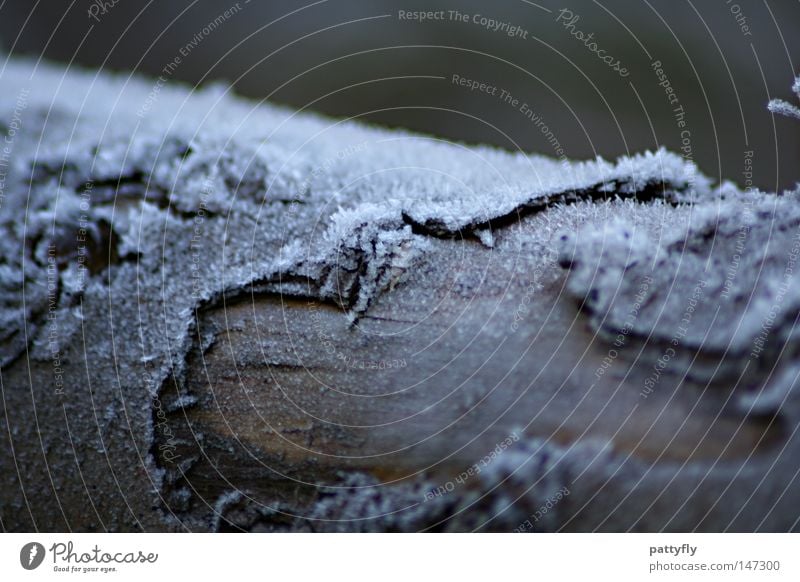 Fr0sty BaRk Baumrinde Eis Frost Raureif kalt Holz Baumstamm Herbst Winter Makroaufnahme Nahaufnahme Holzmehl baumfällarbeiten Schnee