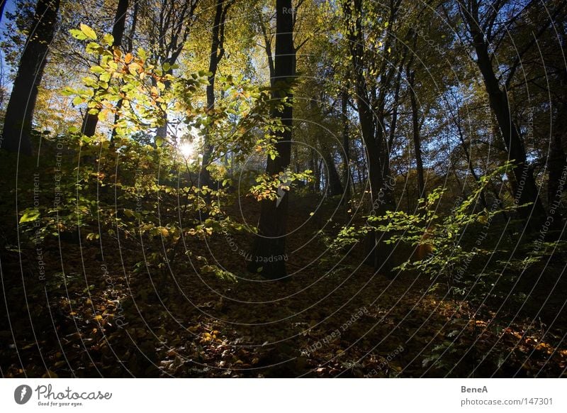 Herbst Sonne Berge u. Gebirge Natur Landschaft Baum Sträucher Blatt Wald Hügel blau braun gelb grün Lichtspiel Beleuchtung Strahlung strahlend untergehen