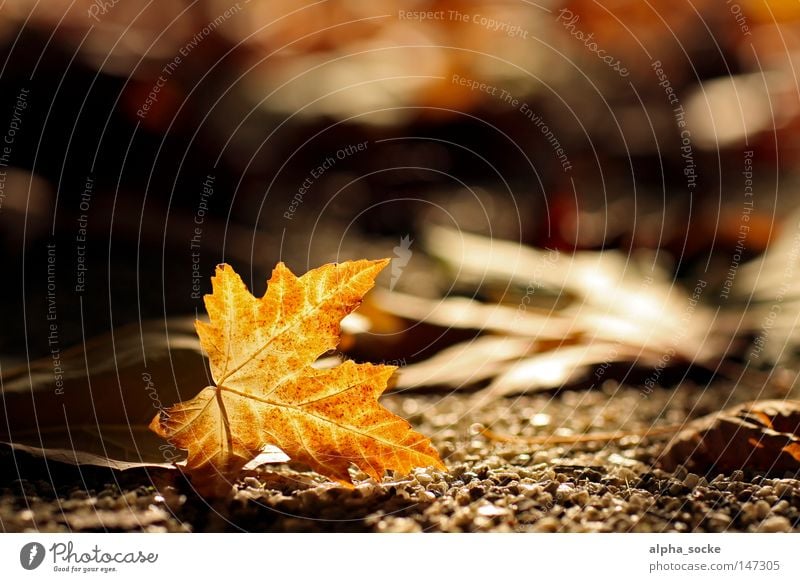 Goldener Oktober II Herbst Blatt braun gold Baum Jahreszeiten