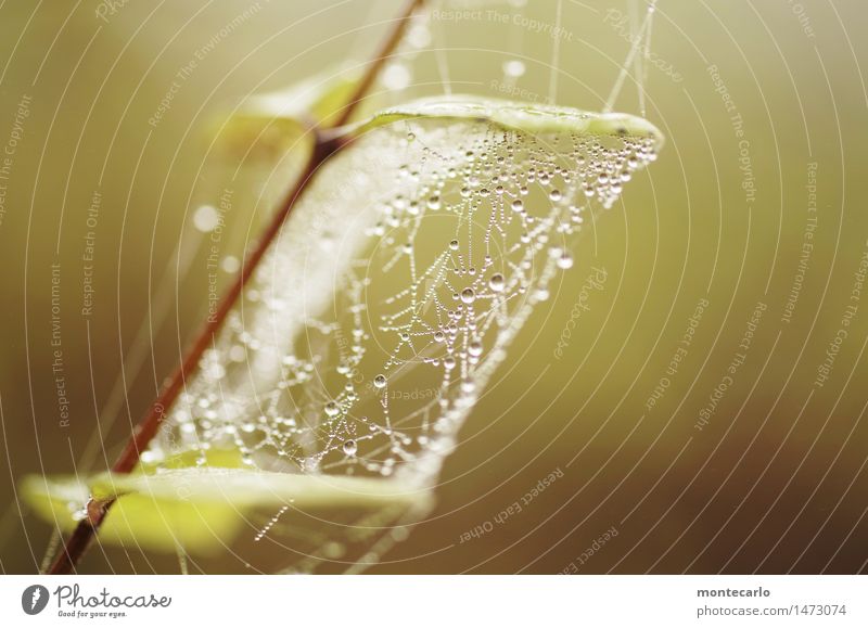 micro vernetzung Umwelt Natur Luft Wasser Wassertropfen Herbst Winter Pflanze Sträucher Blatt Grünpflanze Wildpflanze dünn authentisch Flüssigkeit frisch