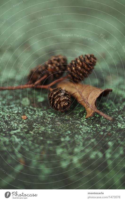 ..das wird schon wieder Umwelt Natur Pflanze Blatt Grünpflanze Tannenzweig Tannenzapfen alt dünn authentisch kalt klein nah natürlich rund trist trocken braun