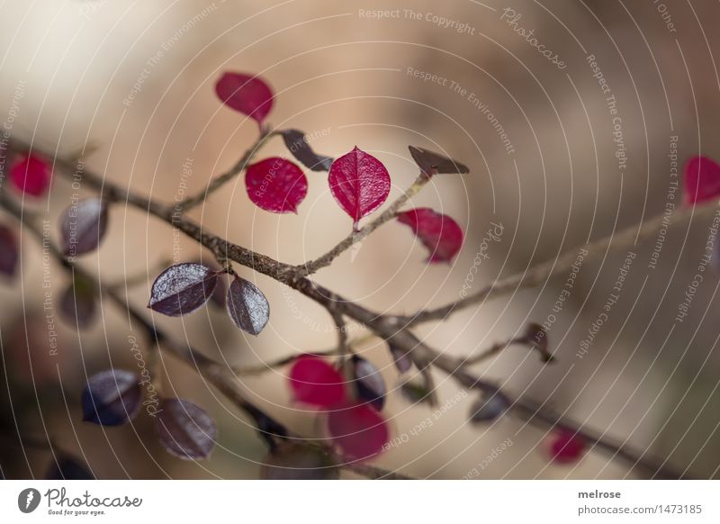 a bissel Farbe Natur Winter Schönes Wetter Pflanze Sträucher Blatt Wildpflanze Zweige u. Äste rote Blätter Wald Farbton Farbfleck Lichteinfall Lichtblick