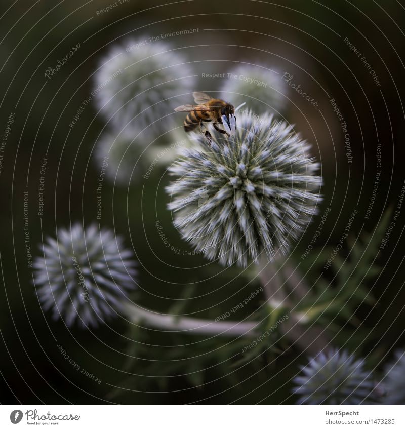 Landeplatz Natur Pflanze Tier Sommer Sträucher Blüte Biene 1 Essen ästhetisch schön Nektar kugelrund Landen Nahrungssuche Honigbiene Ernährung sommerlich