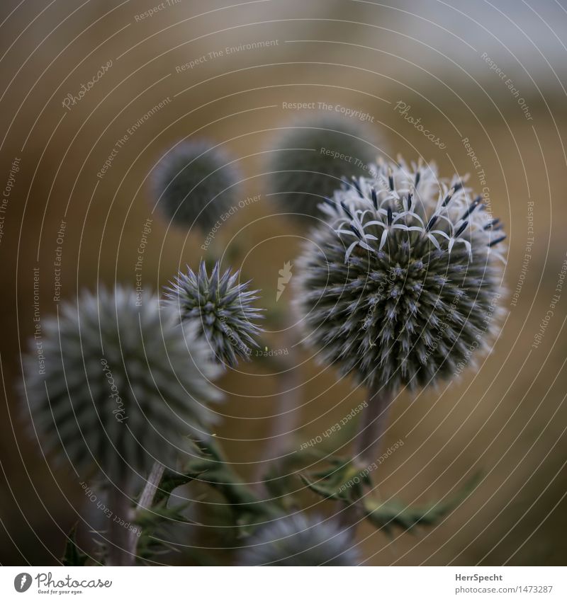 Planetensystem Natur Pflanze Blüte Wildpflanze Garten Park ästhetisch rund schön Distel Distelblüte Farbfoto Gedeckte Farben Außenaufnahme Nahaufnahme