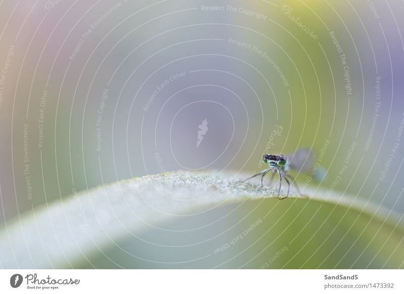 Blauschwanz-Damselfly Umwelt Natur Tier Wassertropfen Pflanze Blatt Garten Park Wildtier Tiergesicht Flügel 1 Frühlingsgefühle schön Überraschung grün Libelle