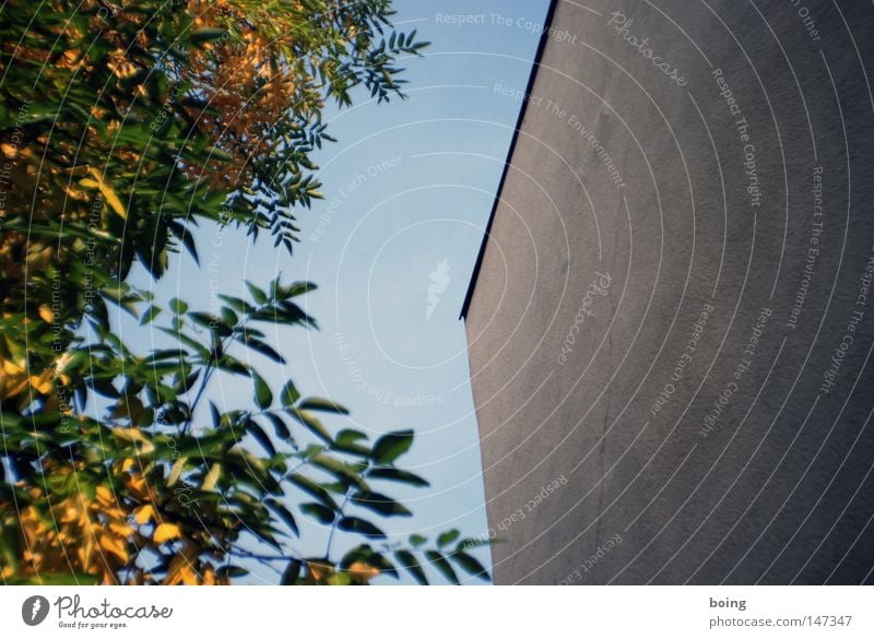 sonntags (vor einer Woche) Hinterhof Vogelbeerbaum Herbst Wand Haus Baum Mauer Park keine Fenster Sommer