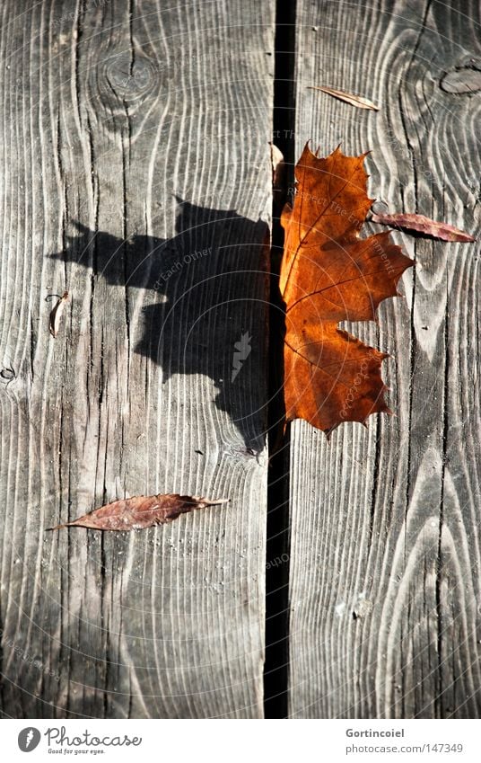 Lichtspiel Umwelt Natur Pflanze Sonnenlicht Herbst Baum Blatt Holz dunkel braun rot schwarz Farbe getrocknet vertrocknet Astloch orange Jahreszeiten Stillleben