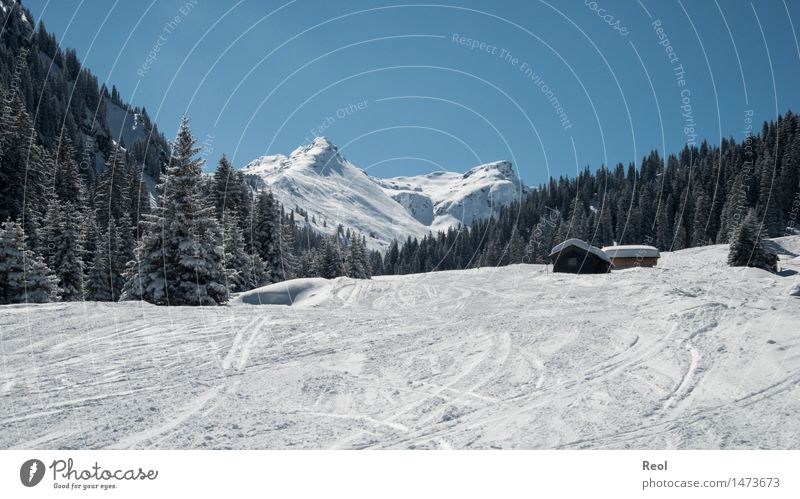 Märchenwald Freizeit & Hobby Umwelt Natur Landschaft Himmel Wolkenloser Himmel Sonnenlicht Winter Klimawandel Wetter Schönes Wetter Schnee Tanne Wald Alpen