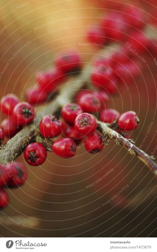 vogelfutter Umwelt Natur Pflanze Herbst Winter Sträucher Grünpflanze Wildpflanze Beerensträucher dünn einfach frisch klein nah natürlich rund trocken wild weich