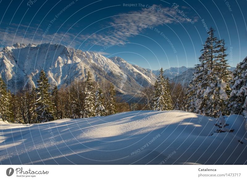 Winterfreude Schnee Winterurlaub Berge u. Gebirge wandern Skier Umwelt Natur Landschaft Pflanze Wolken Horizont Sonnenlicht Schönes Wetter Baum Fichten Wald