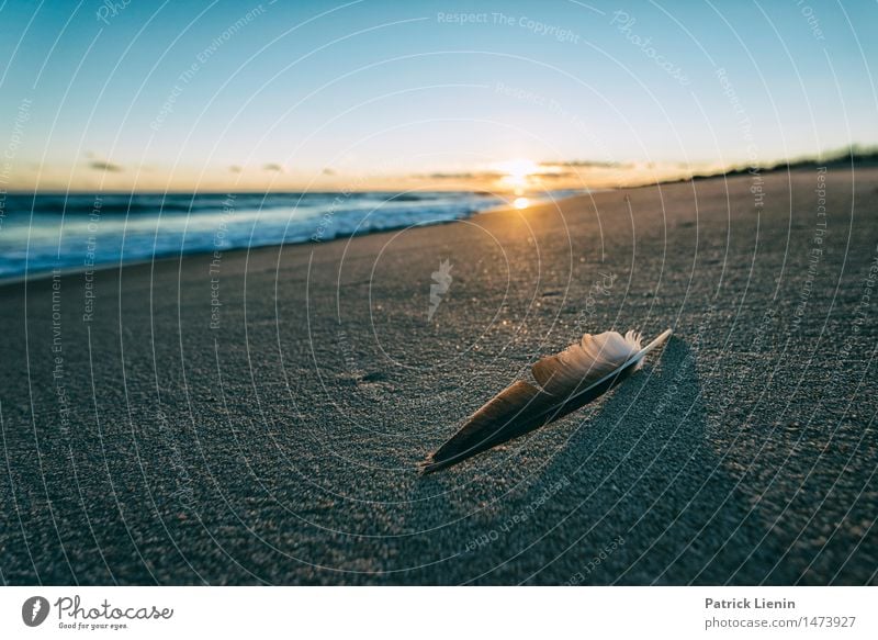 Federleicht schön Ferien & Urlaub & Reisen Abenteuer Freiheit Sonne Strand Meer Wellen Umwelt Natur Landschaft Sand Himmel Wolken Klima Wetter Park Küste