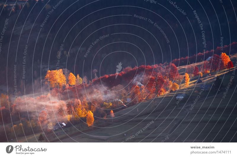 Herbstmorgen. Morgenlicht. Herbstlaub. Goldene Blätter Ferien & Urlaub & Reisen Berge u. Gebirge Natur Landschaft Wärme Baum Wiese Wald Hügel Dorf gelb rot