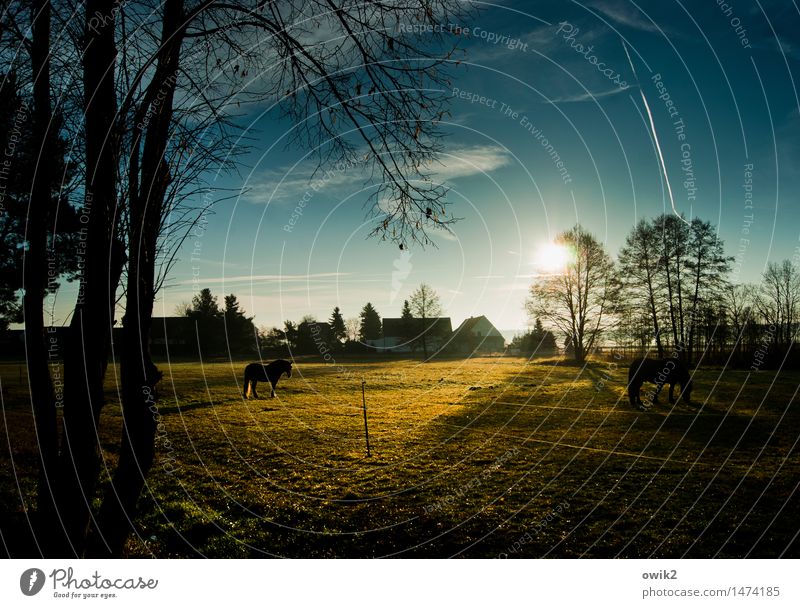 Fressfreunde Umwelt Natur Landschaft Pflanze Tier Himmel Wolken Horizont Klima Schönes Wetter Baum Gras Wiese Weide Pferd 2 Fressen genießen leuchten stehen