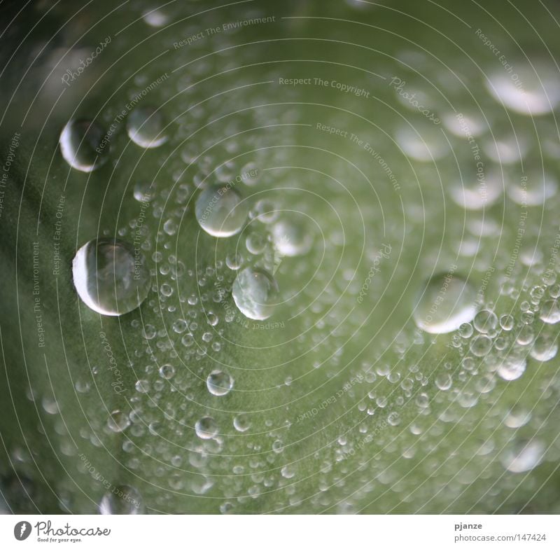 Perlenfänger Blatt grün Gras Wiese Pflanze Karlsruhe 2008 feucht zart nass rund Blattadern Außenaufnahme Makroaufnahme Nahaufnahme Photocase Usertreffen Regen