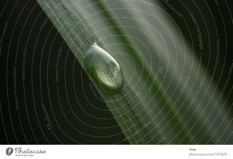 Lupe naturell Strukturen & Formen Single Wasser Wassertropfen Gras nass kleben grün Makroaufnahme Nahaufnahme