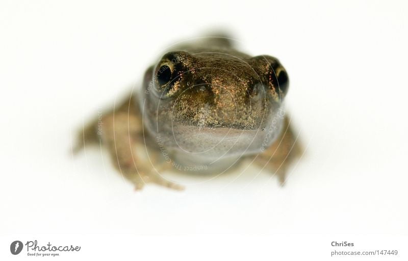 Klein und allein: Grasfrosch (Rana temporaria) Auge Frosch Froschlurche Lurch Tier hüpfen springen Wasser Wiese weiß hell Feld Moorfrosch Unke Ekel Sommer Teich