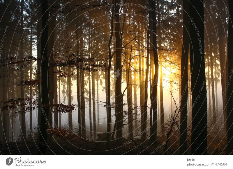 neubeginn Natur Landschaft Sonnenaufgang Sonnenuntergang Sonnenlicht Schönes Wetter Nebel Baum Wald leuchten frisch gruselig hell natürlich schön Wärme