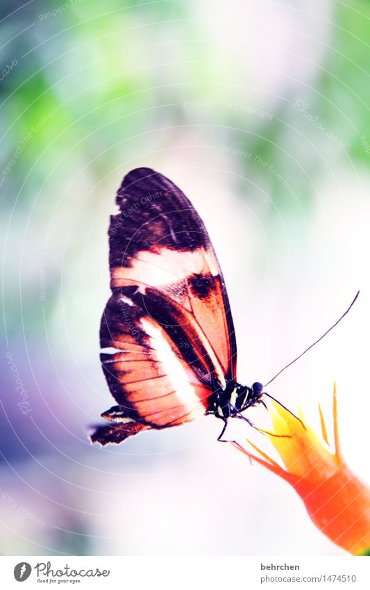 saufen Natur Pflanze Tier Frühling Sommer Schönes Wetter Blüte Garten Park Wiese Wildtier Schmetterling Flügel 1 beobachten Blühend Erholung fliegen Fressen