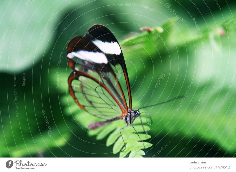 kleine schönheit Natur Pflanze Tier Farn Blatt Garten Park Wiese Wildtier Schmetterling Tiergesicht Flügel Fühler Beine glasflügelfalter 1 beobachten Erholung