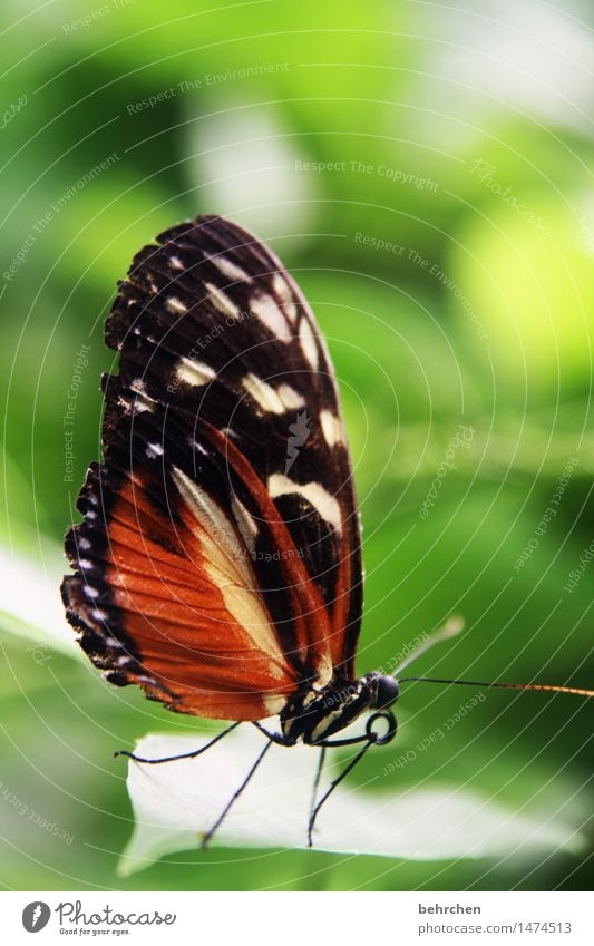 schmetterling Natur Pflanze Tier Baum Sträucher Blatt Garten Park Wiese Wildtier Schmetterling Flügel Fühler Rüssel Beine 1 beobachten Erholung fliegen Fressen