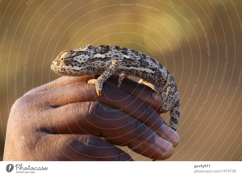 Camelion Natur Wüste Tier Wildtier Tiergesicht 1 berühren Erholung tragen Zufriedenheit ruhig Trägheit bequem Gelassenheit Ferien & Urlaub & Reisen Farbfoto