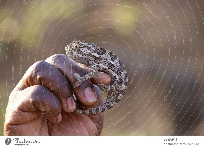 Camelion 2 Umwelt Natur Landschaft Sommer Wüste Tier Wildtier Tiergesicht camelion 1 Erholung genießen hängen sitzen ästhetisch sportlich schön braun weiß