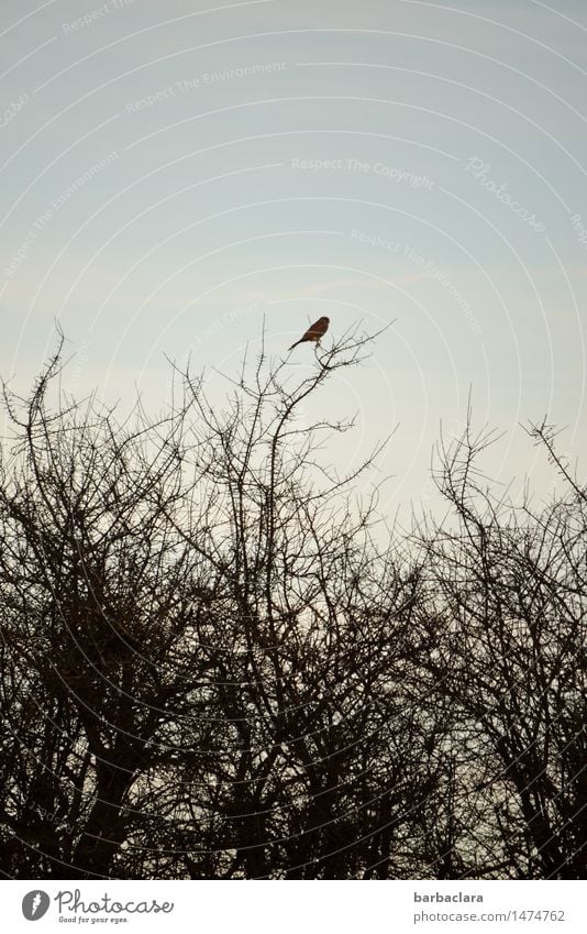 spähender Sperber Natur Himmel Winter Baum Sträucher Ast Vogel Linie Blick sitzen bizarr Klima Netzwerk Überleben Umwelt Farbfoto Außenaufnahme Muster