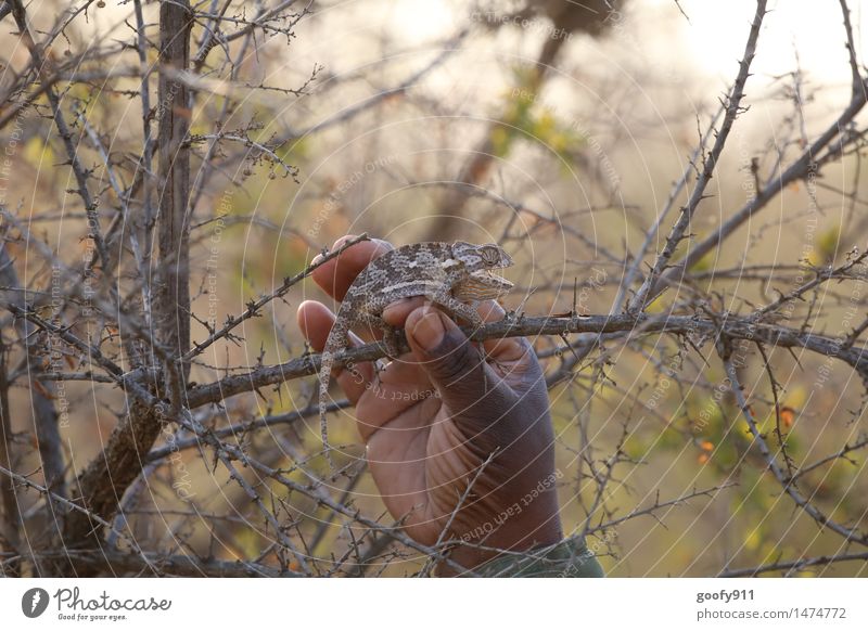 Camelion 4 Hand Umwelt Natur Landschaft Sommer Schönes Wetter Sträucher Wildpflanze Wüste Tier Wildtier Tiergesicht 1 beobachten berühren hängen liegen tragen