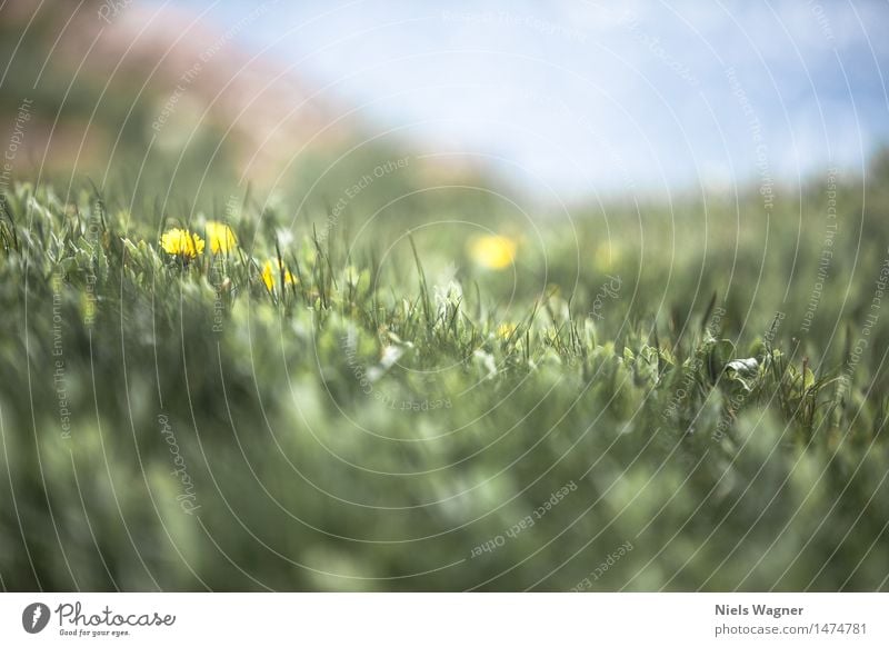 Löwenzahn Umwelt Natur Landschaft Pflanze Tier Frühling Schönes Wetter Blume Gras Blüte Grünpflanze Wiese Hügel Küste Seeufer Nordsee Ferien & Urlaub & Reisen