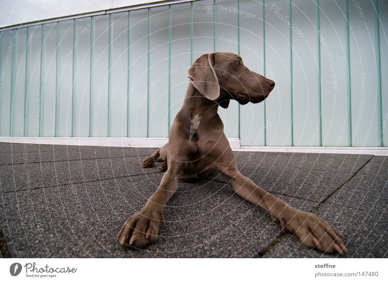 dove Hund Kontrolle Alarm Wachsamkeit Säugetier es ist samstag da will man doch ein knuddelfoto wauwi wauzi hundchen dog hier wache ich