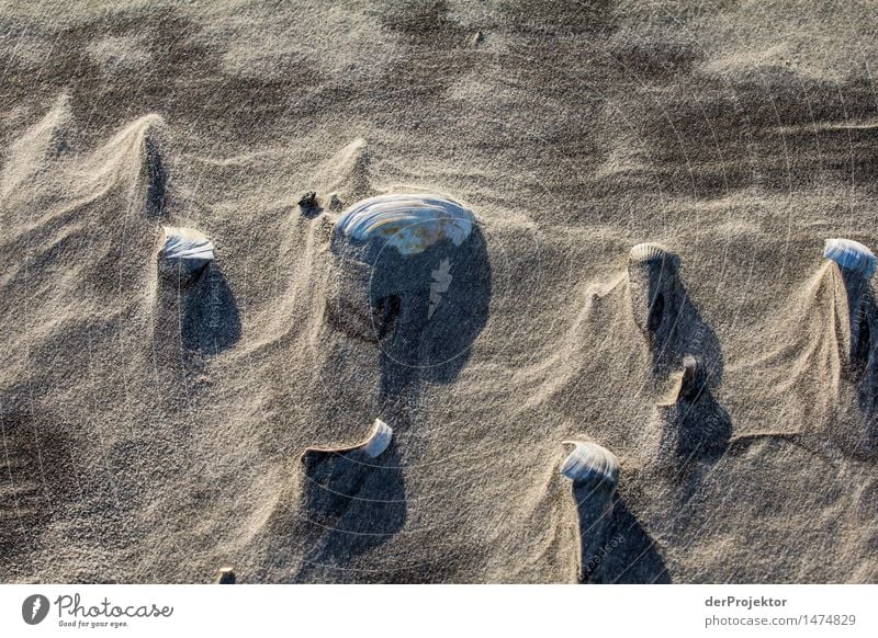 Muschelgebirge Ferien & Urlaub & Reisen Tourismus Ausflug wandern Umwelt Natur Landschaft Pflanze Tier Winter Schönes Wetter Wind Küste Strand Nordsee Schutz