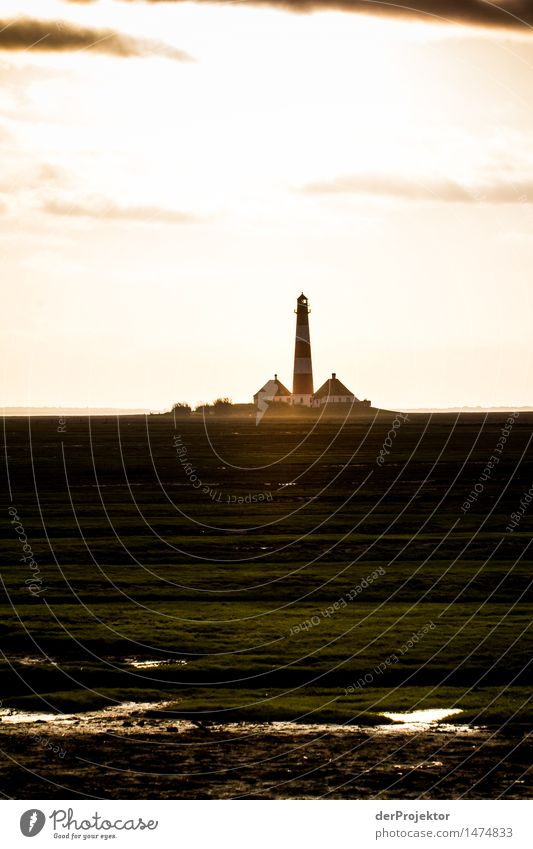 Spot an für Westerhever Ferien & Urlaub & Reisen Tourismus Ausflug Abenteuer Ferne Freiheit Meer wandern Umwelt Natur Landschaft Pflanze Winter Schönes Wetter