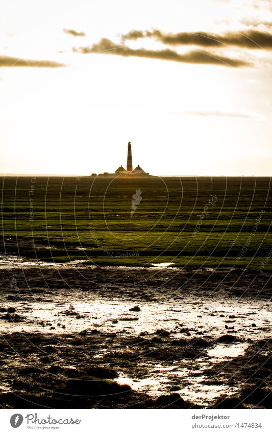 Salzwiesen und Westerhever Leuchtturm Ferien & Urlaub & Reisen Tourismus Ausflug Abenteuer Ferne Freiheit Sightseeing wandern Umwelt Natur Landschaft Pflanze