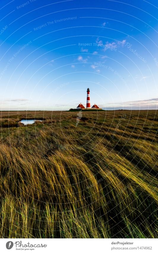 Dünengras und Westerhever Leuchtturm Ferien & Urlaub & Reisen Tourismus Ausflug Ferne Freiheit wandern Umwelt Natur Landschaft Pflanze Tier Winter