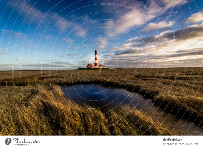 Winterspaziergang in Westerhever Ferien & Urlaub & Reisen Tourismus Ausflug Abenteuer Ferne Freiheit Umwelt Natur Landschaft Pflanze Tier Schönes Wetter Wiese